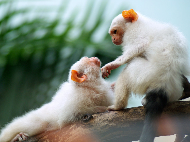 Обои картинки фото серебристые, мартышки, животные, обезьяны, двое, белый