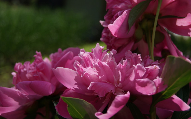 Обои картинки фото цветы, пионы, розовые, крупно