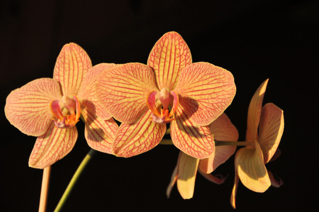 Обои картинки фото цветы, орхидеи, оранжевый