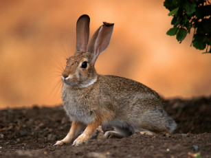 Картинка животные кролики зайцы уши русак