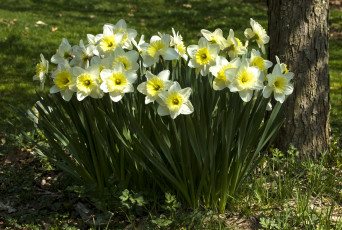 Картинка цветы нарциссы весна