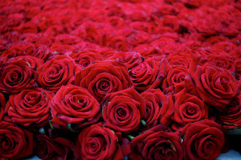 Картинка цветы розы красный много