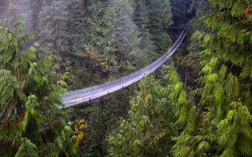 Картинка города мосты лес секвоийи высота британская колумбия ванкувер подвесной мост