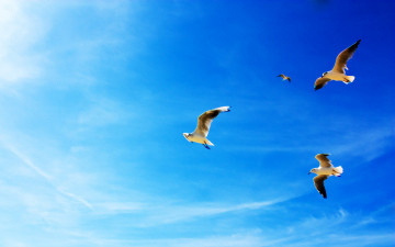 Картинка животные Чайки бакланы крачки небо чайки