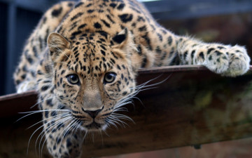 Картинка животные леопарды леопард усатый взгляд