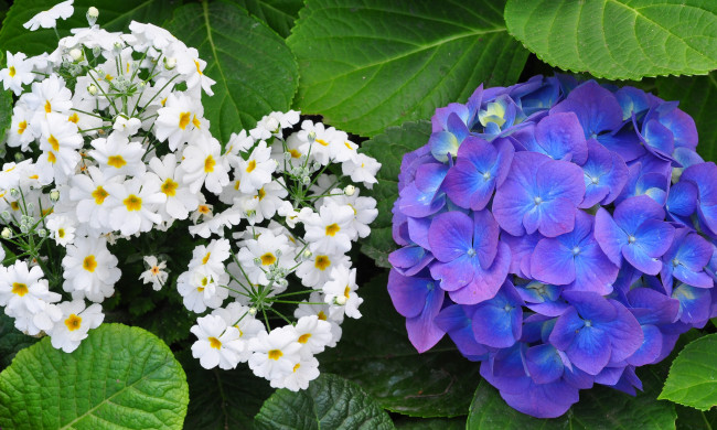 Обои картинки фото цветы, разные, вместе, белый, гортензия, синий, примула