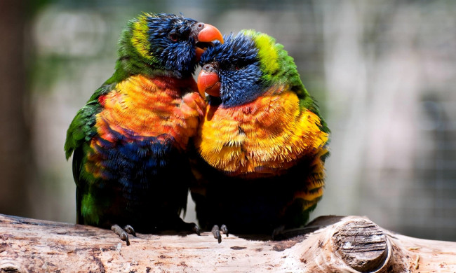 Обои картинки фото животные, попугаи, разноцветный, яркий, пара