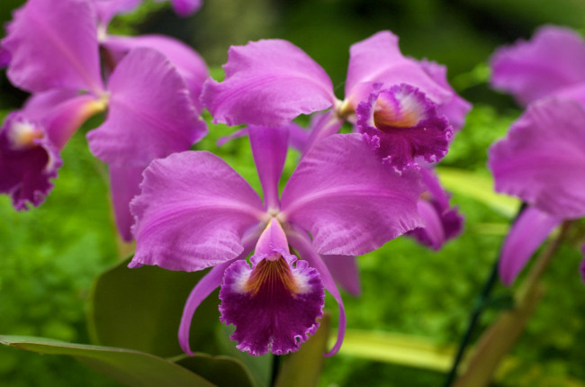 Обои картинки фото цветы, орхидеи, яркий, розовый, экзотика