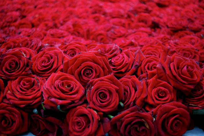 Обои картинки фото цветы, розы, красный, много
