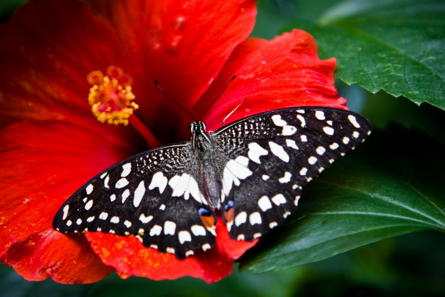 Обои картинки фото животные, бабочки, крылья, гибискус