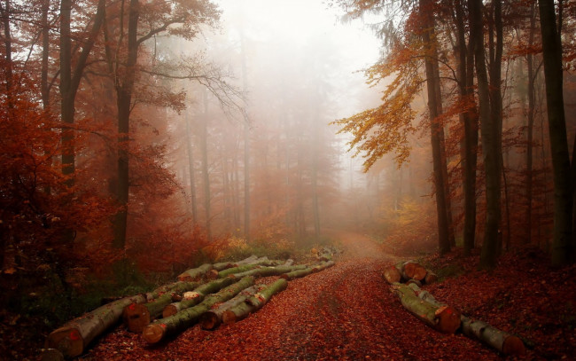 Обои картинки фото природа, дороги, бревна, туман, лес
