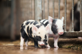 Картинка животные свиньи +кабаны фон поросята