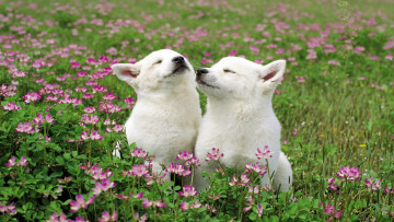 Картинка животные собаки щенки луг цветы трава лабрадоры белые
