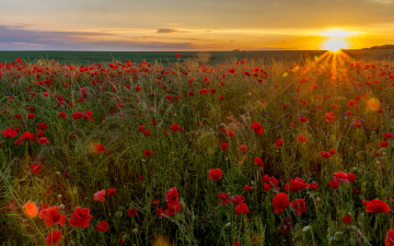 обоя цветы, маки, рассвет, солнце, красные, поле, трава