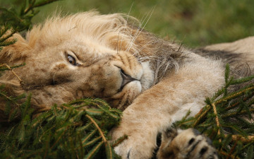 Картинка животные львы хищник зверь ёлка отдых лапа лев