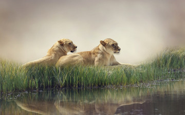 обоя животные, львы, природа, пруд, камыши, хищники, лежат, отдыхают, вода, отражение, туман