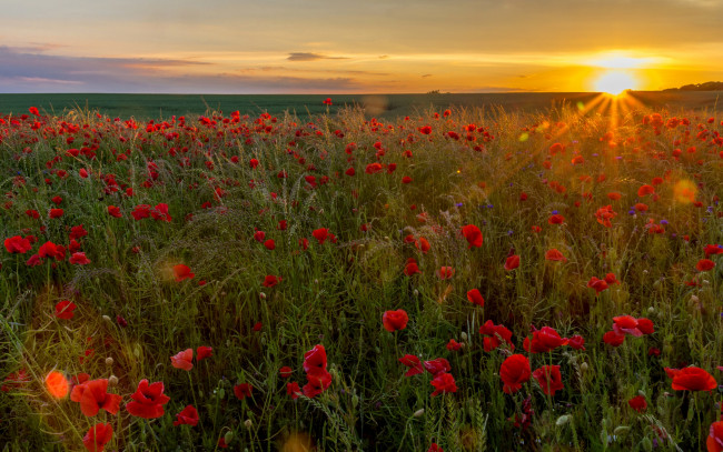 Обои картинки фото цветы, маки, рассвет, солнце, красные, поле, трава
