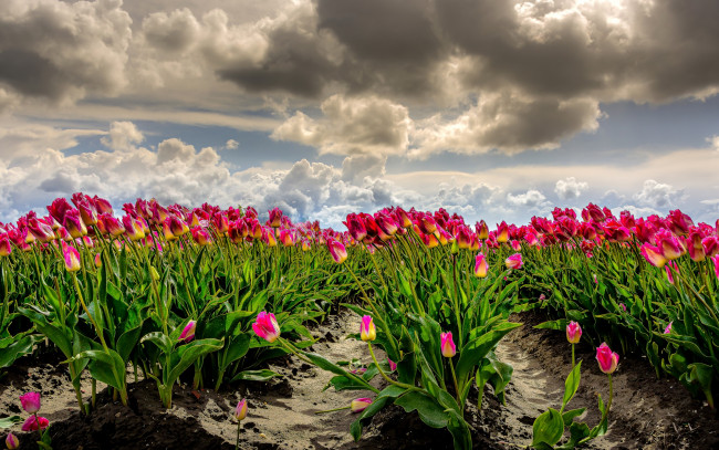 Обои картинки фото цветы, тюльпаны, нидерланды, поле, много, ветер, небо, облака, фотошоп