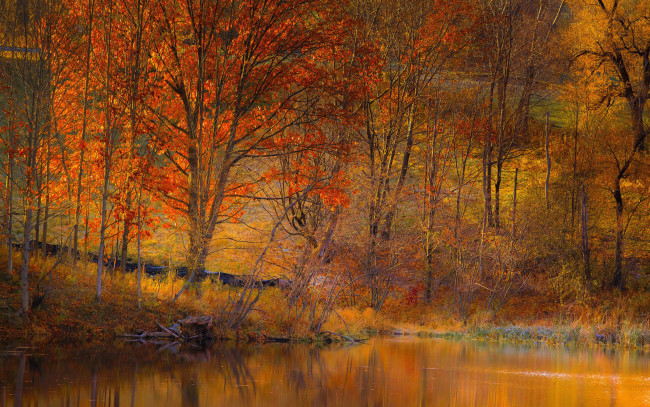 Обои картинки фото природа, лес, пруд, осень