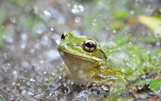 Обои картинки фото животные, лягушки, капли, дождь, зеленая, лягушка