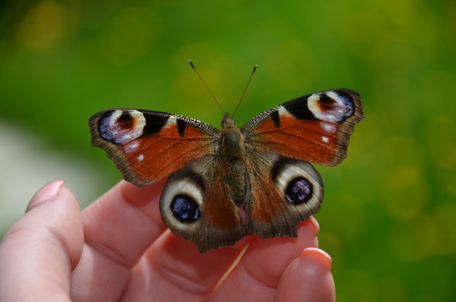 Обои картинки фото бабочка, животные, бабочки,  мотыльки,  моли