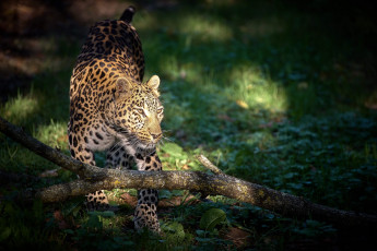 Картинка животные леопарды хищник леопард большая кошка
