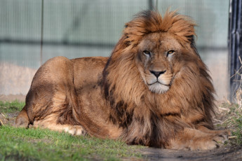 Картинка животные львы взгляд грива лев