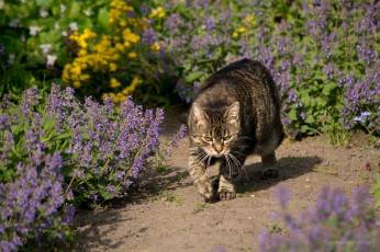 Картинка животные коты киса