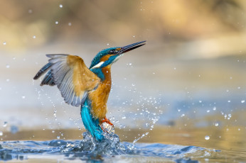 Картинка животные зимородки зимородок брызги птица вода