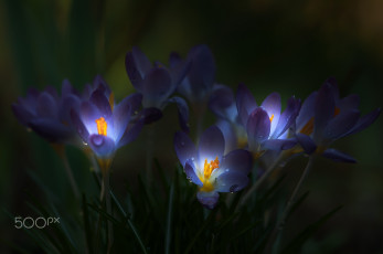 Картинка цветы крокусы тусклость темнота свет