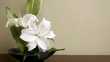 Картинка цветы лилии +лилейники композиция лилия белый