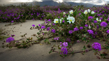 Картинка цветы ползучие песок