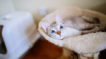Картинка животные коты подстилка комната лежит кошка взгляд уют помещение кот голубые глаза развалилась личное голубоглазая место мех