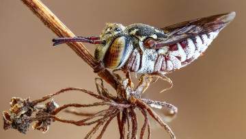 Картинка животные пчелы +осы +шмели макро фон род пчёл целиоксис брюшко шерстка растение насекомое пчела глаза