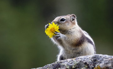 Картинка животные бурундуки еда цветок грызун