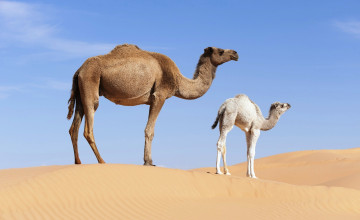 Картинка животные верблюды верблюжонок верблюдица одногорбые песок пустыня