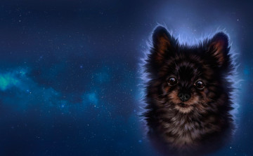 Картинка рисованное животные +собаки арт звёзды собачка ночь