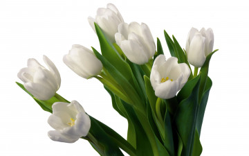 Картинка цветы тюльпаны букет белые