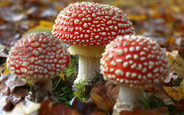 Картинка природа грибы +мухомор боке мухоморы листья осень