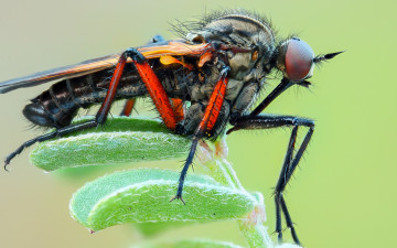 Картинка животные насекомые крупный план детали насекомое комар растение макро фон зеленый кровопийца лапки листочки