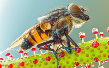 Картинка животные насекомые макро мошка яркая мило муха фон глаза мушка роса растение насекомое природа полосатая капли детали красные пупырки