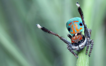 Картинка животные пауки скакунчик глаза природа фон чудик стебель паук окрас зеленый поза яркий макро джампер прыгающий размытый танец брюшко красивый лапки мохнатые узор паучок