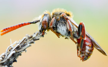 Картинка животные пчелы +осы +шмели пчела детали растение тельце фон природа макросъемка макро оса мохнатая крупный план колючки усики насекомое