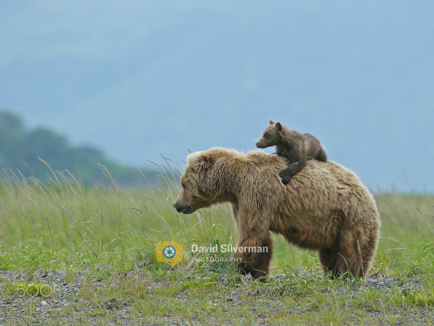 Обои картинки фото животные, медведи, двое, спиногрыз