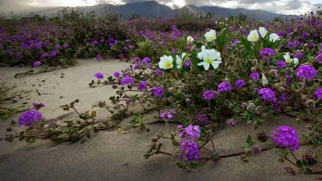 Обои картинки фото цветы, ползучие, песок