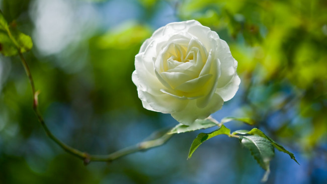Обои картинки фото цветы, розы, белый, боке