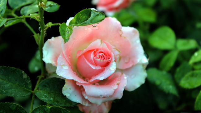 Обои картинки фото цветы, розы, капли, бутон, розовый