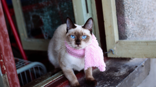 Обои картинки фото животные, коты, голубоглазая, розовый, мордашка, шарф, шарфик