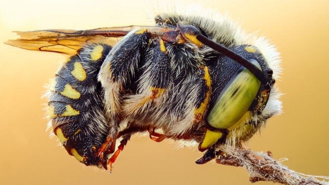 Обои картинки фото животные, пчелы,  осы,  шмели, цветок, пыльца, глаза, фон, макро, насекомое, пчела, макросъемка