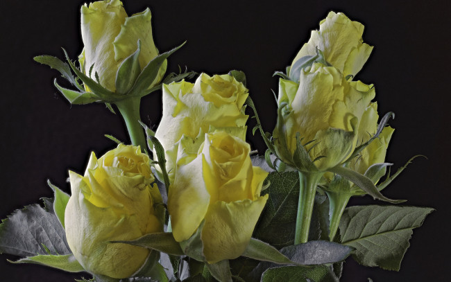 Обои картинки фото цветы, розы, бутоны, жёлтые